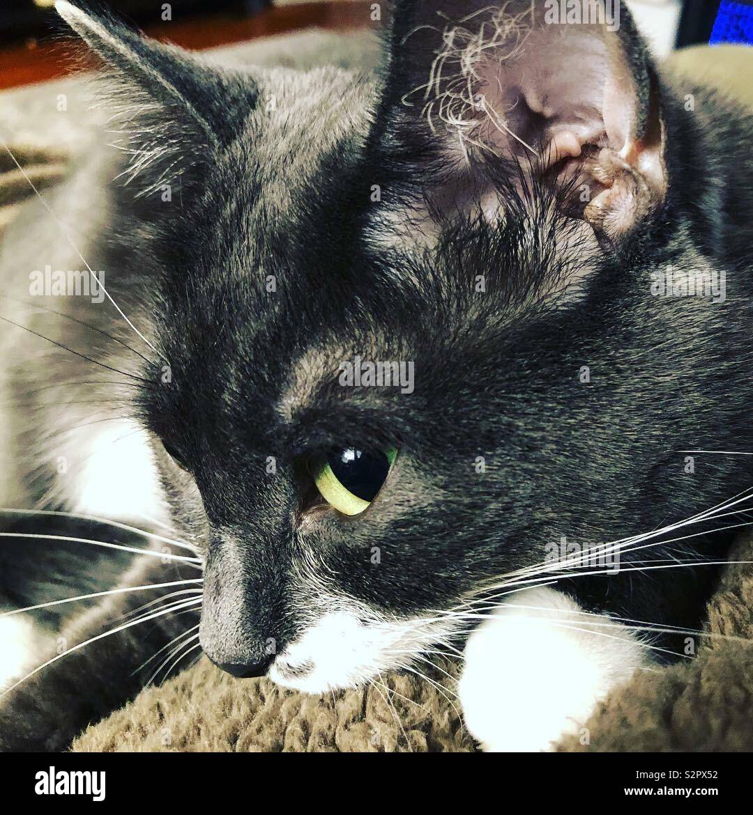 Beautiful grey tuxedo cat hires stock photography and images Alamy