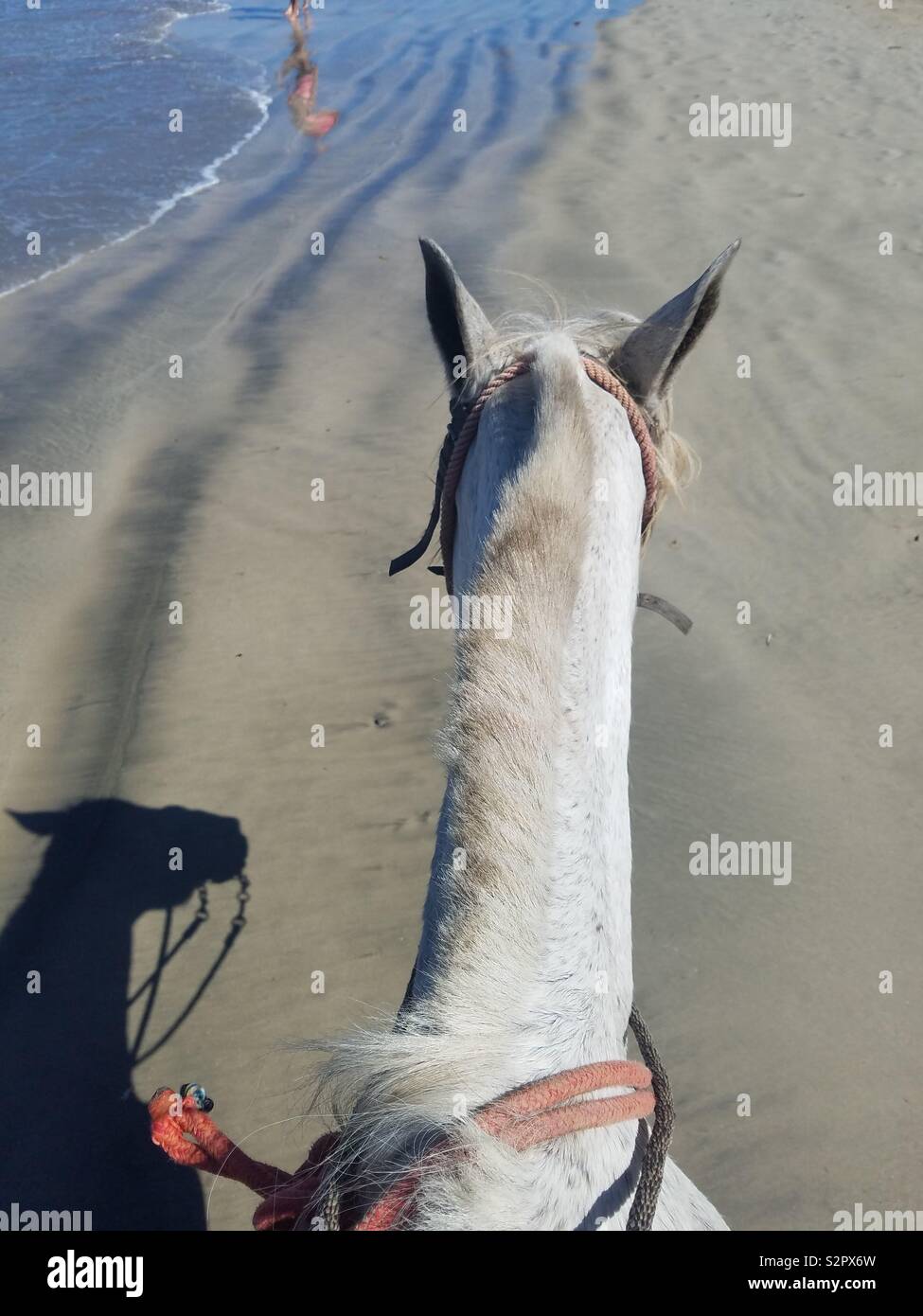Horseback riding on the beach in Tamarindo Costa Rica January 2019 Stock Photo Alamy