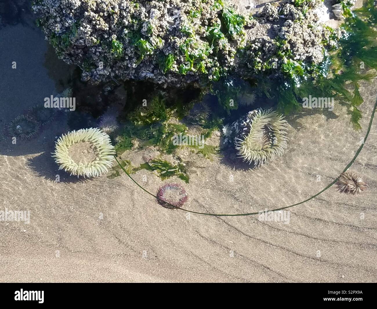 Canon Beach Oregon sea anemones at low tide October 2018 - Smartphone Captured Stock Image