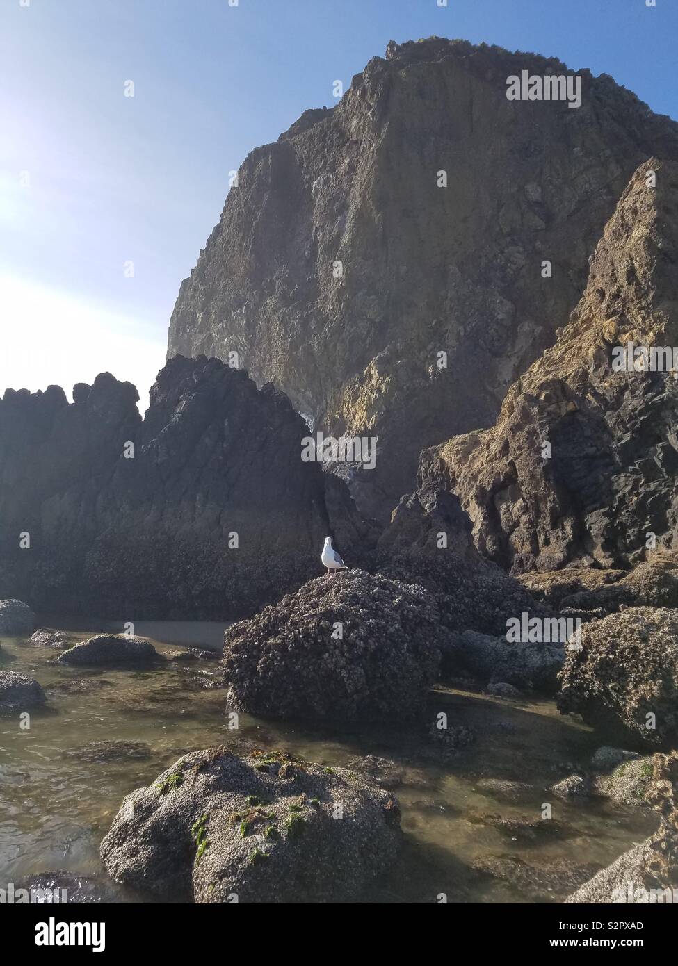 Seagull on the rocks at Cannon Beach Oregon October 2018 - Smartphone Captured Stock Image
