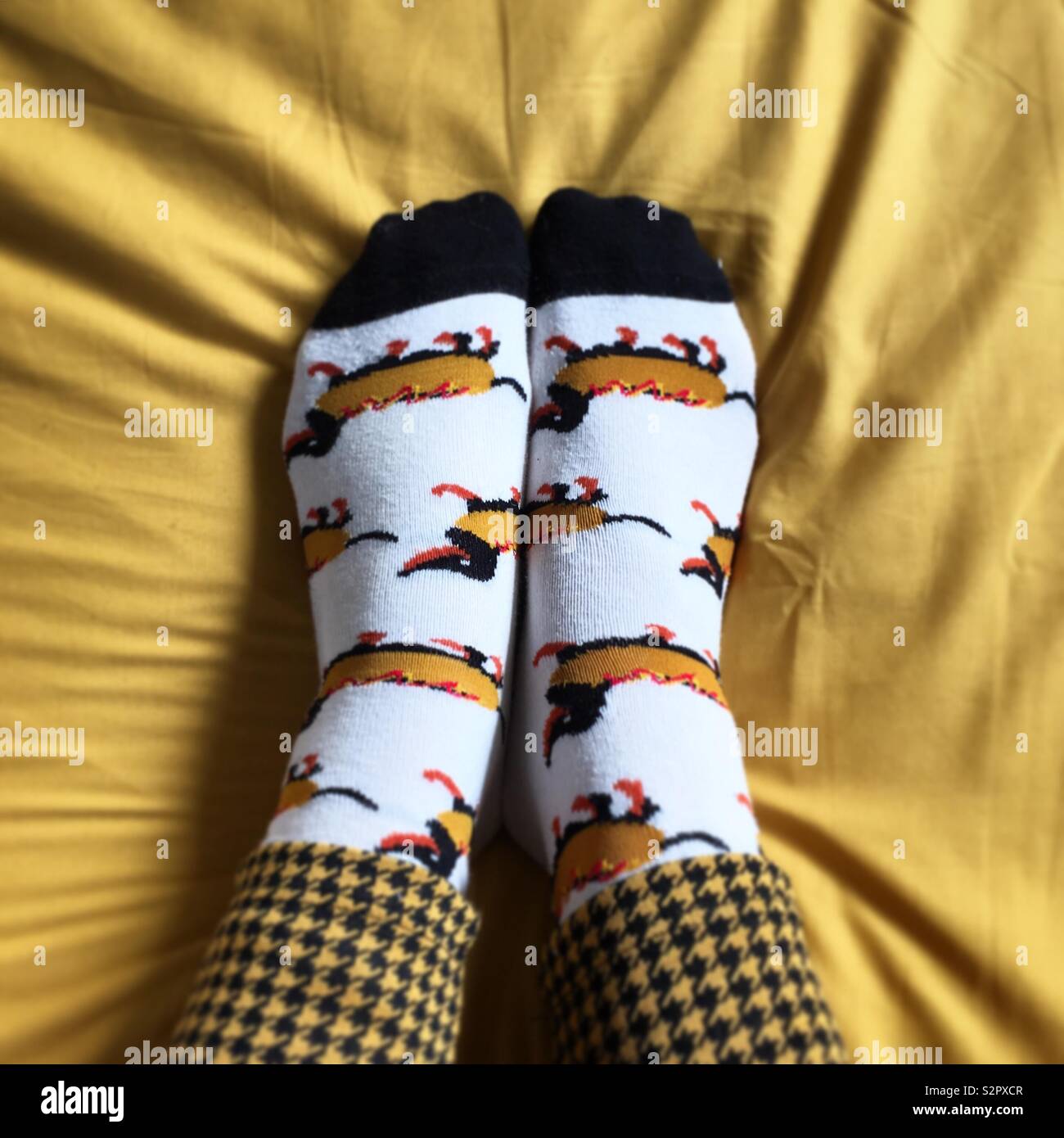Feet in hot dog dachshund socks on mustard bedding Stock Photo