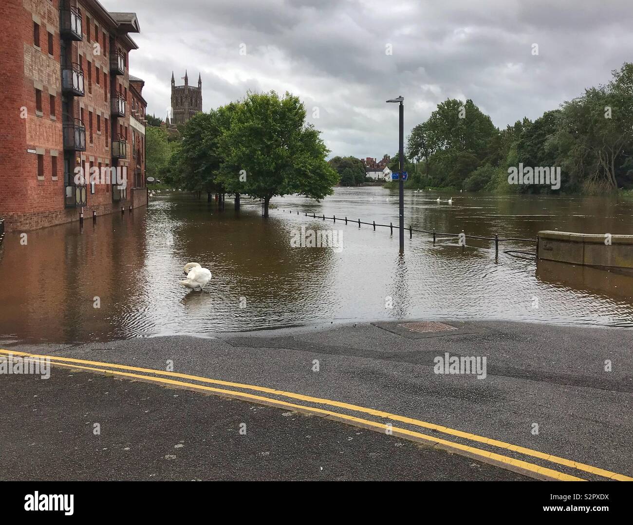 A swan preening in the floodwater, along S Parade, by the river Severn in Worcester, England. - Smartphone Captured Stock Image