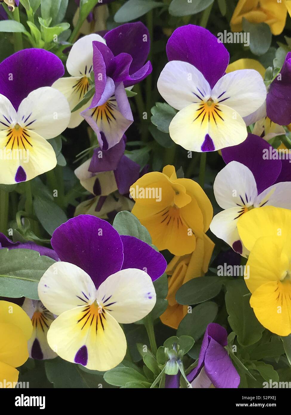 Tricolor pansy flowers - viola blossom - viola tricolor Stock Photo