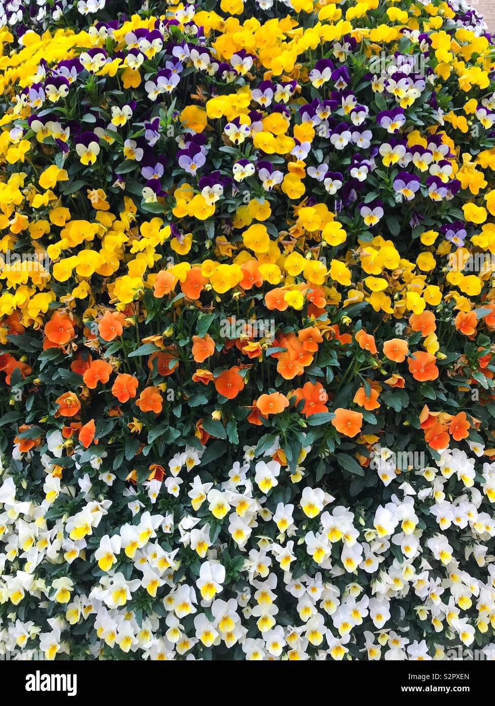 Varicolored tricolor pansy flower - viola blossom - viola tricolor Stock Photo