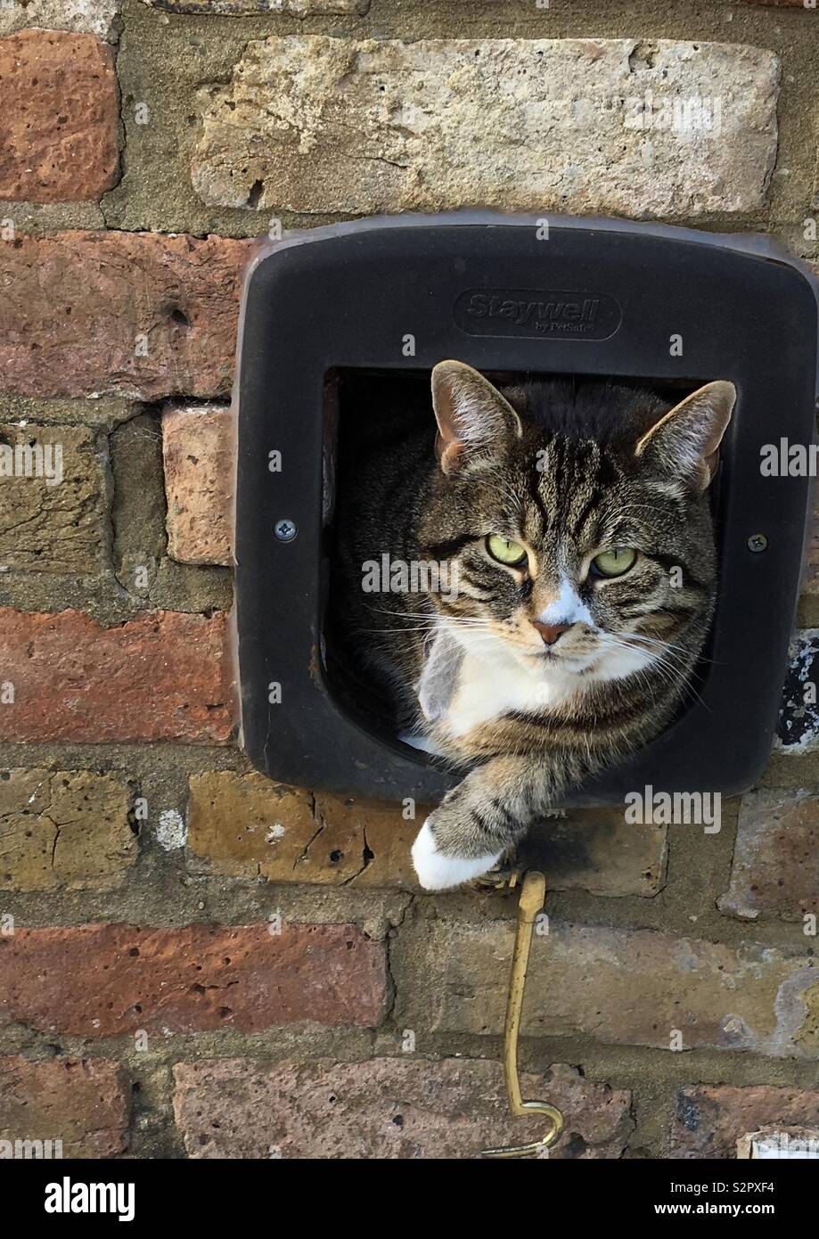 Cat in a flap Stock Photo