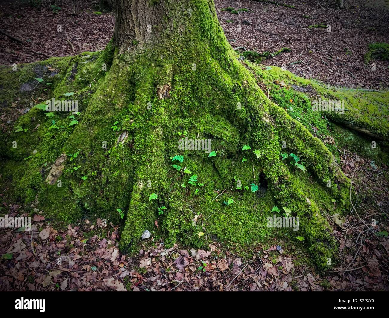 Base of an oak tree covered in moss Stock Photo Alamy