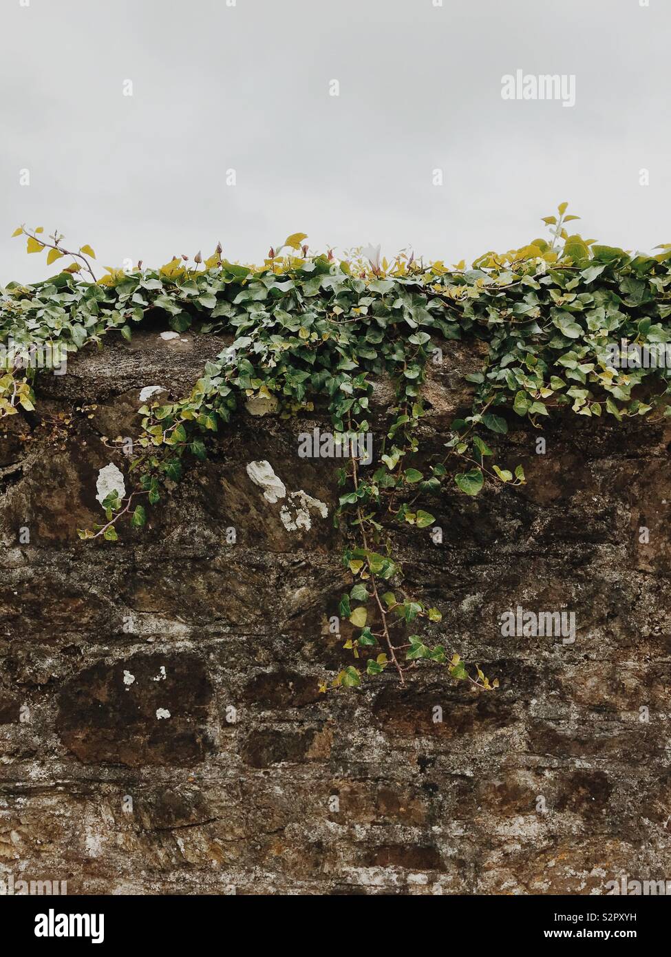 Ivy growing on top of a wall Stock Photo