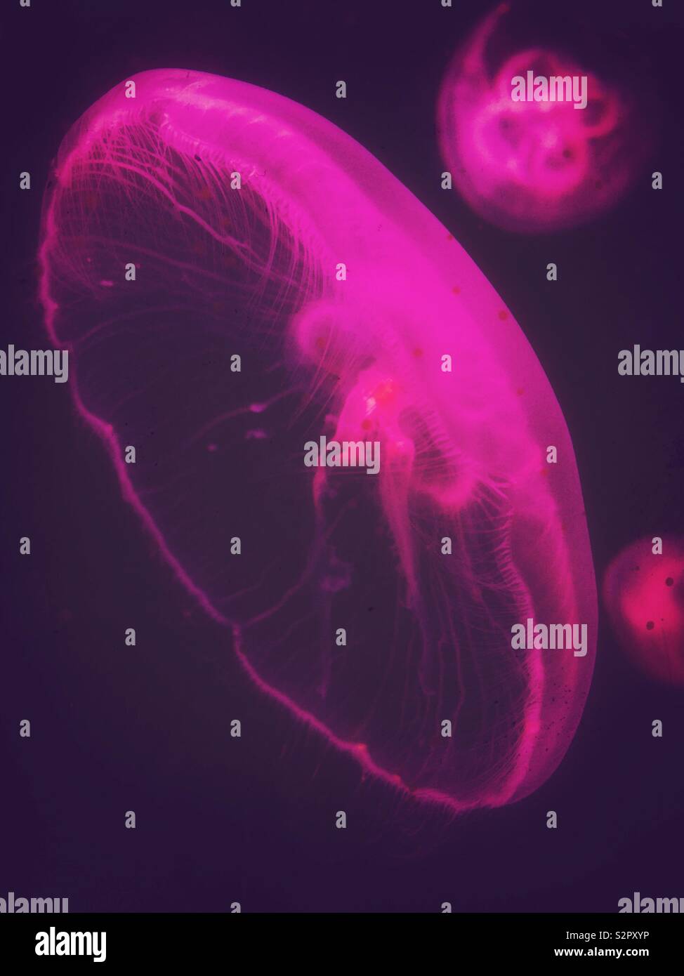 Moon jellyfish pink purple in an aquarium Stock Photo