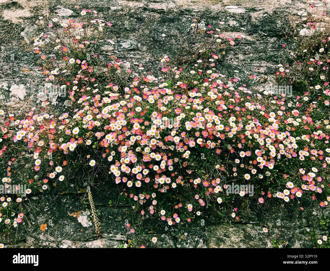 Flowers growing out wall hi-res stock photography and images - Alamy