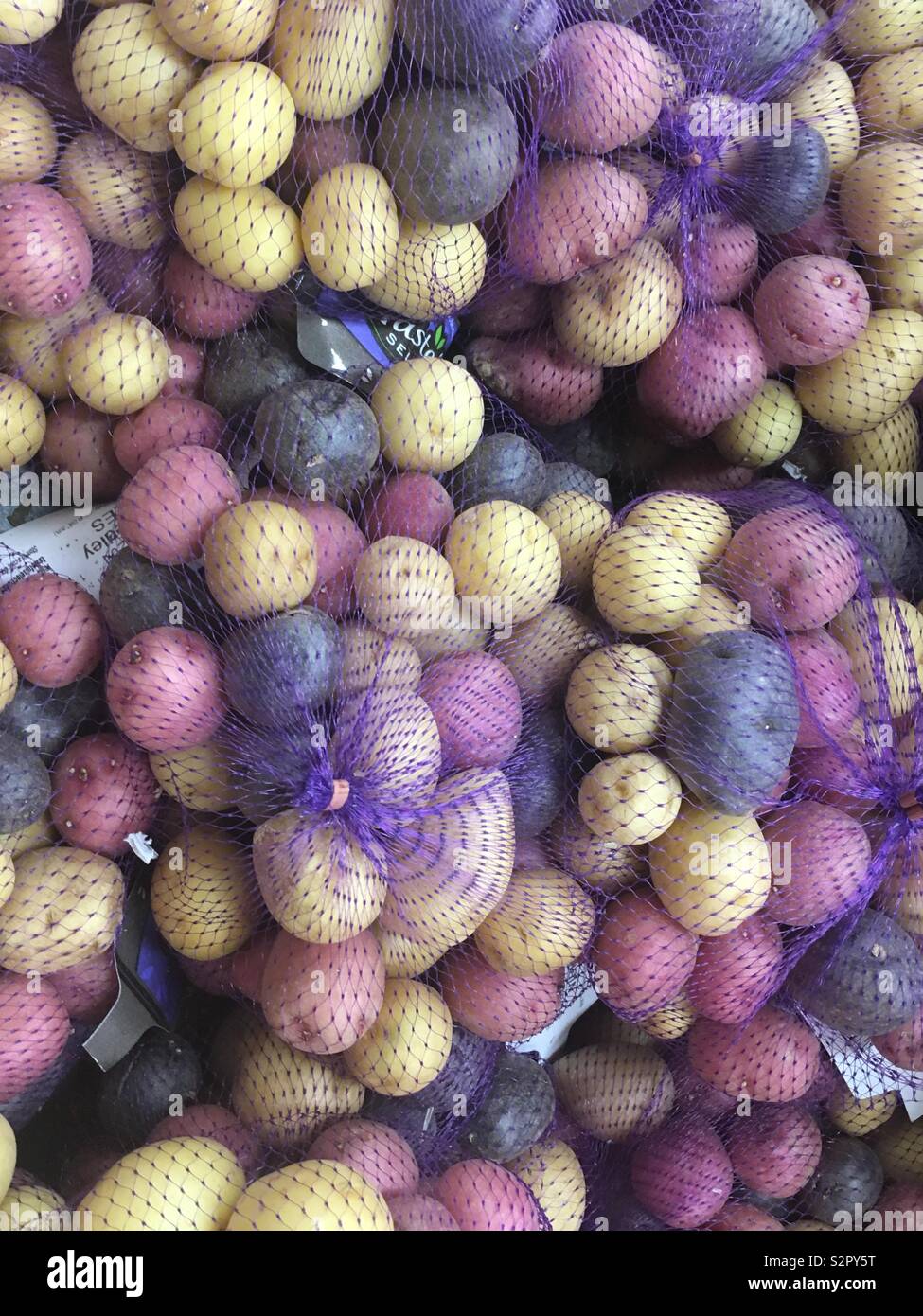 Multi color potatoes Stock Photo