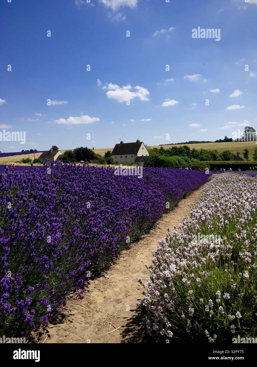 Lavender field in Snowshill, Broadway, Cotswold in full bloom with a heaven fragrance! Stock Photo