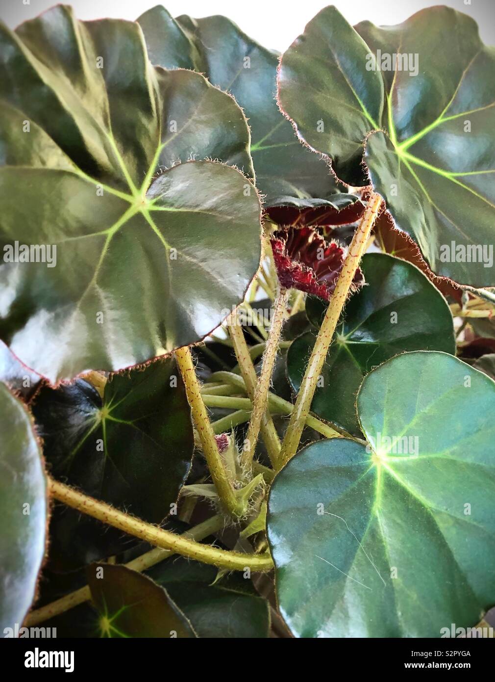 Details 200 picture begonia erythrophylla comprar Abzlocal.mx