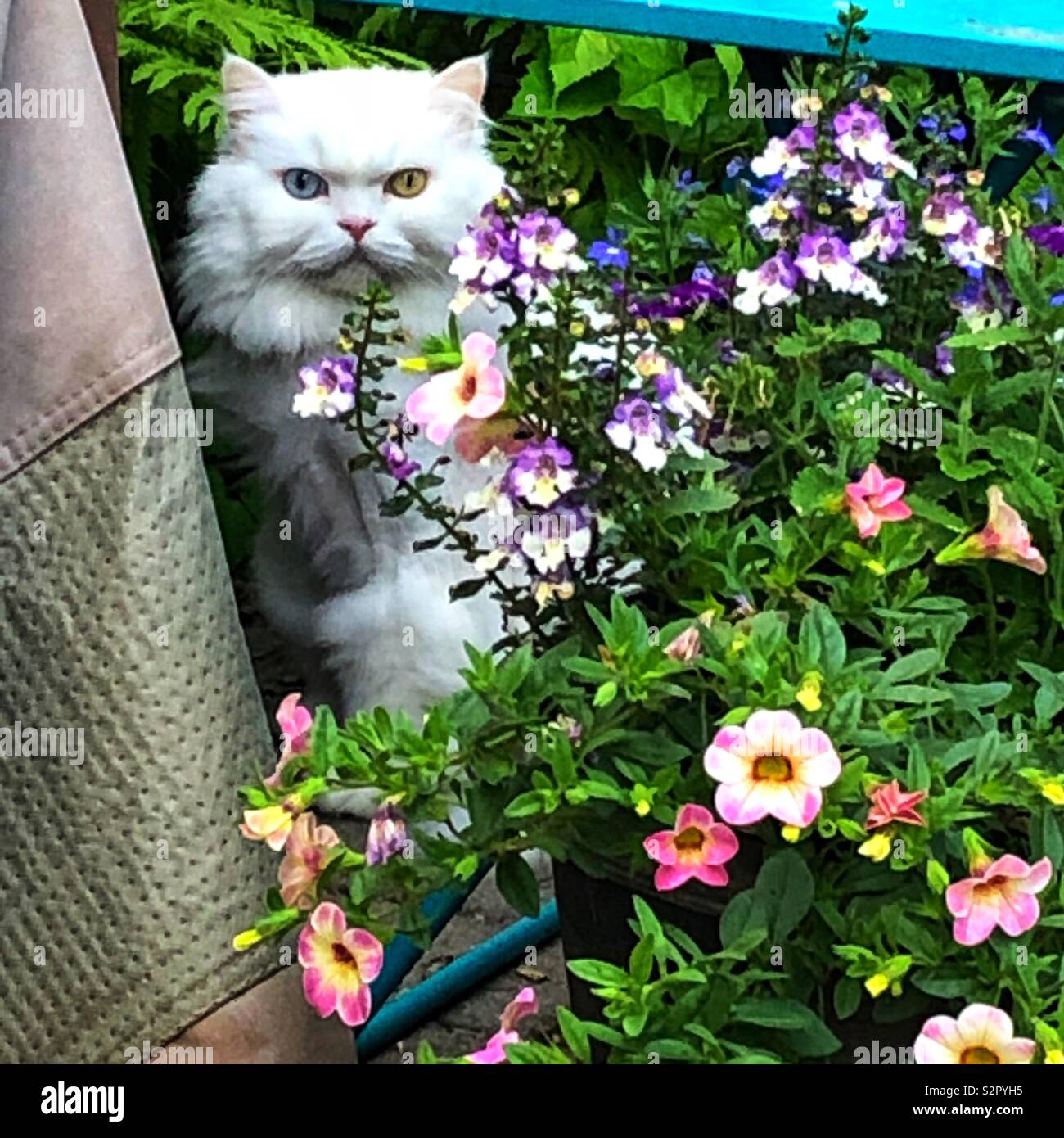 My cat, Ms. Zsa Zsa Gabor, June 16, 2019, toronto Stock Photo - Alamy