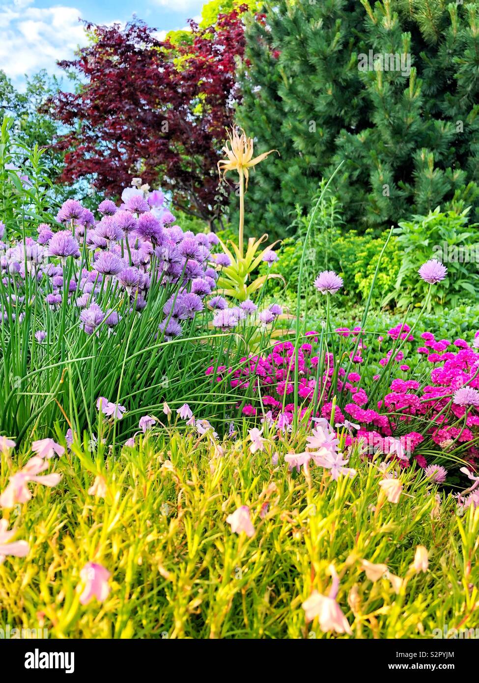 A beautiful spring garden. - Smartphone Captured Stock Image