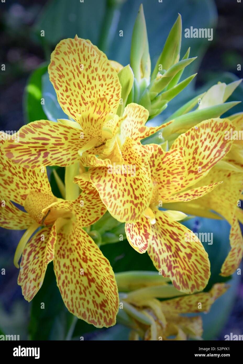 Eye-catching brilliant yellow and orange canna lily Stock Photo
