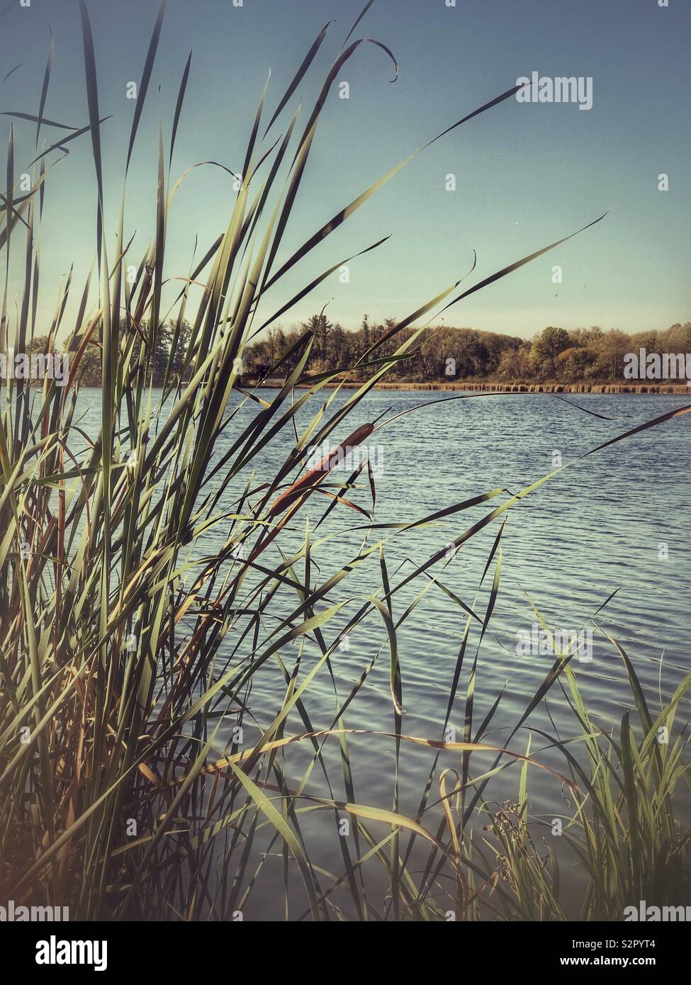 Lake shore in afternoon sun - Smartphone Captured Stock Image