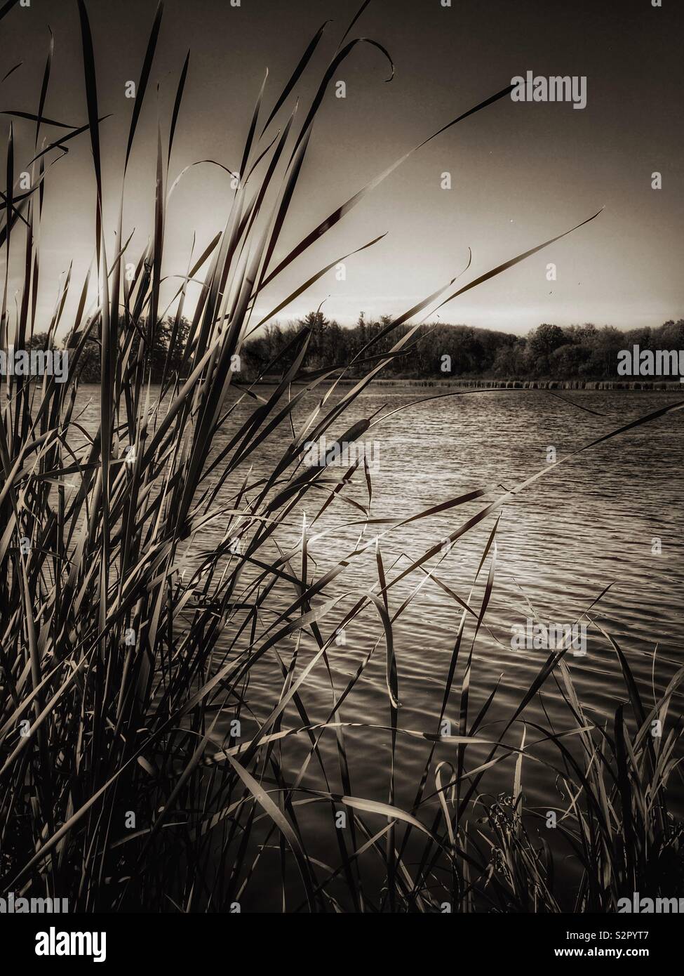 Tall reeds on a lake shore in sepia tone - Smartphone Captured Stock Image