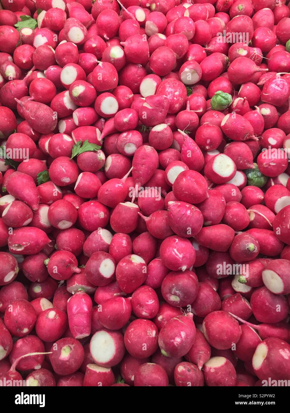 Full frame of fresh delicious ripe raw red radishes. - Smartphone Captured Stock Image