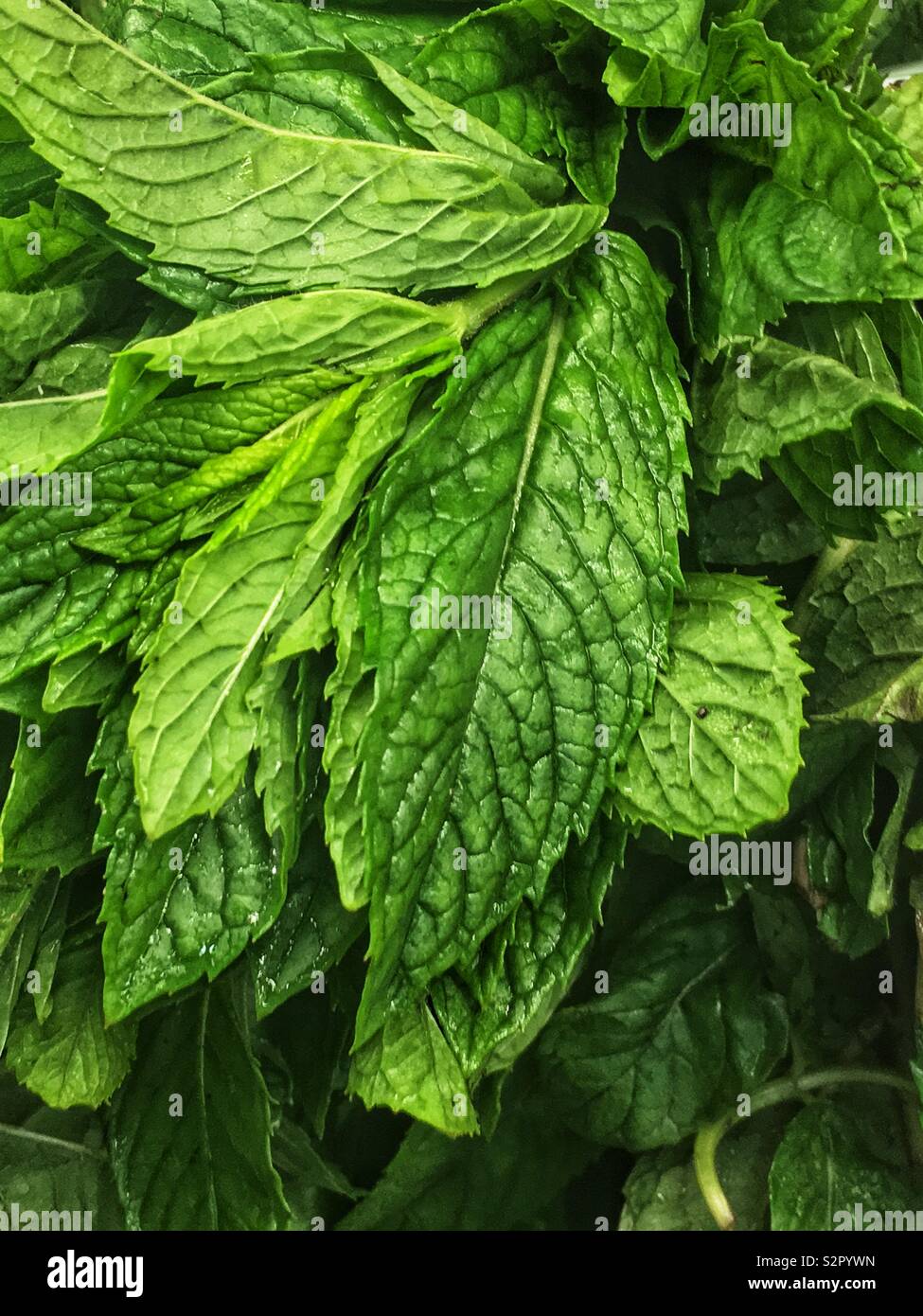 Full frame closeup of fresh delicious ripe raw green mint leaves. - Smartphone Captured Stock Image