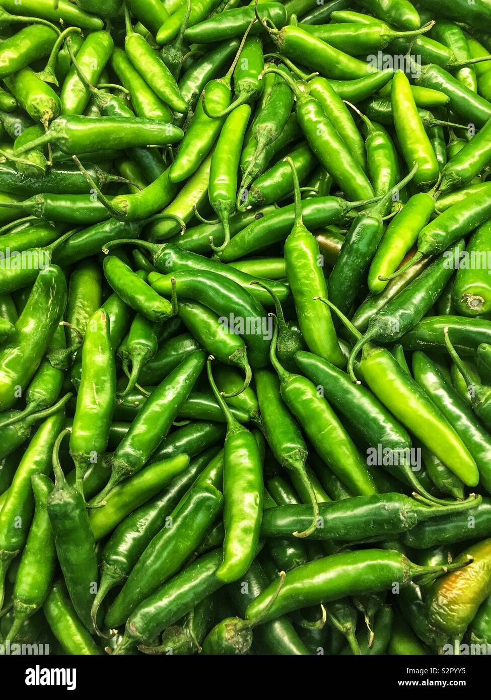 Full frame of many fresh ripe capsicum annuum Serrano peppers. Stock Photo