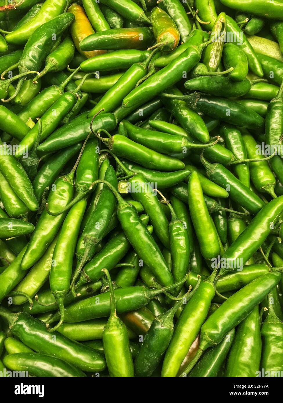 Full frame of many fresh ripe capsicum annuum Serrano peppers. - Smartphone Captured Stock Image