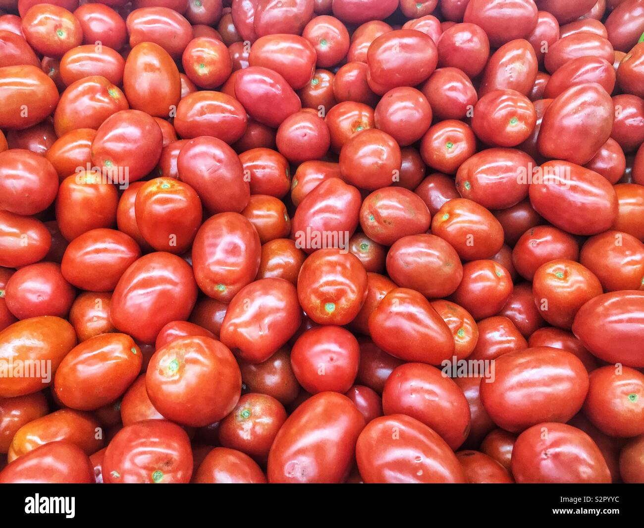 Full frame of many fresh ripe red roma tomatoes. - Smartphone Captured Stock Image