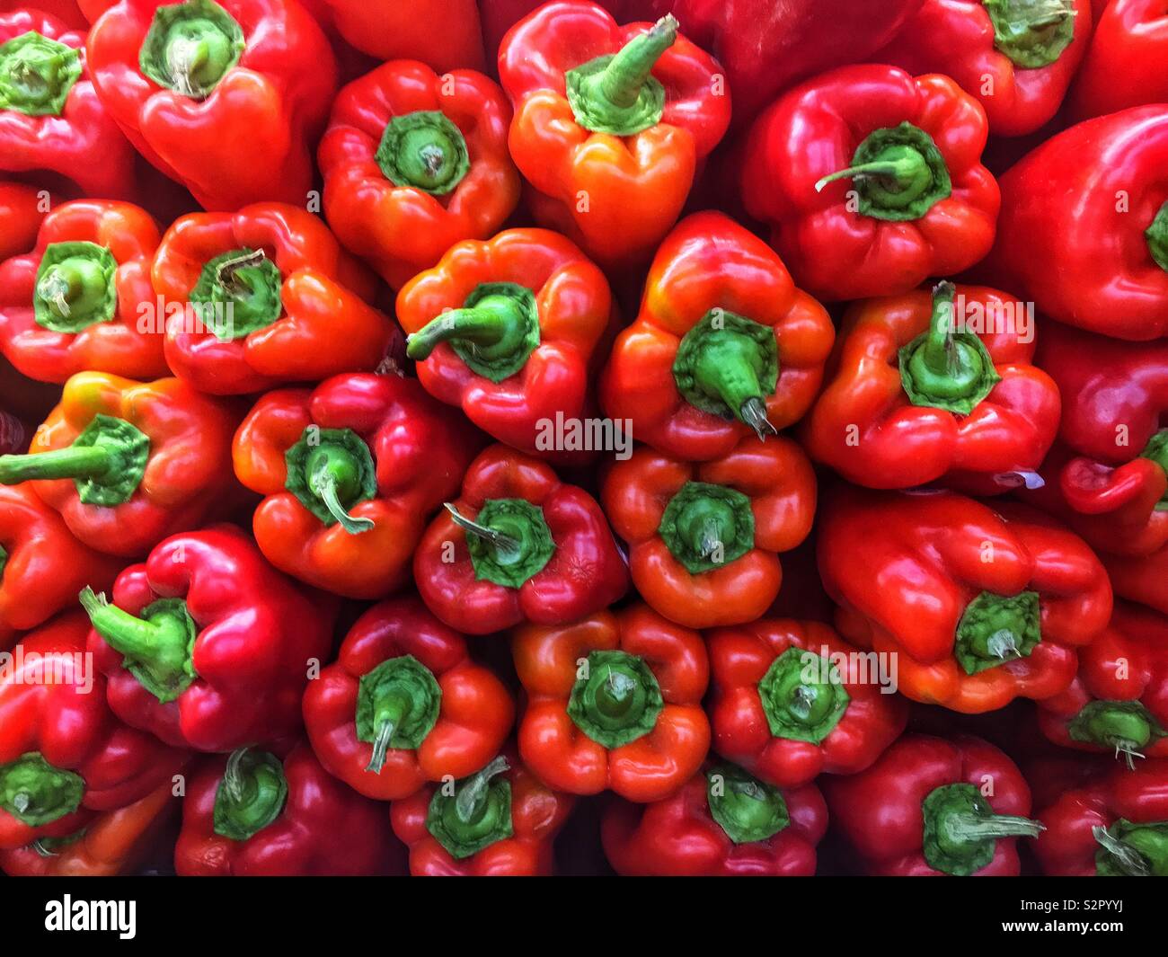Full frame of many fresh ripe red peppers. - Smartphone Captured Stock Image