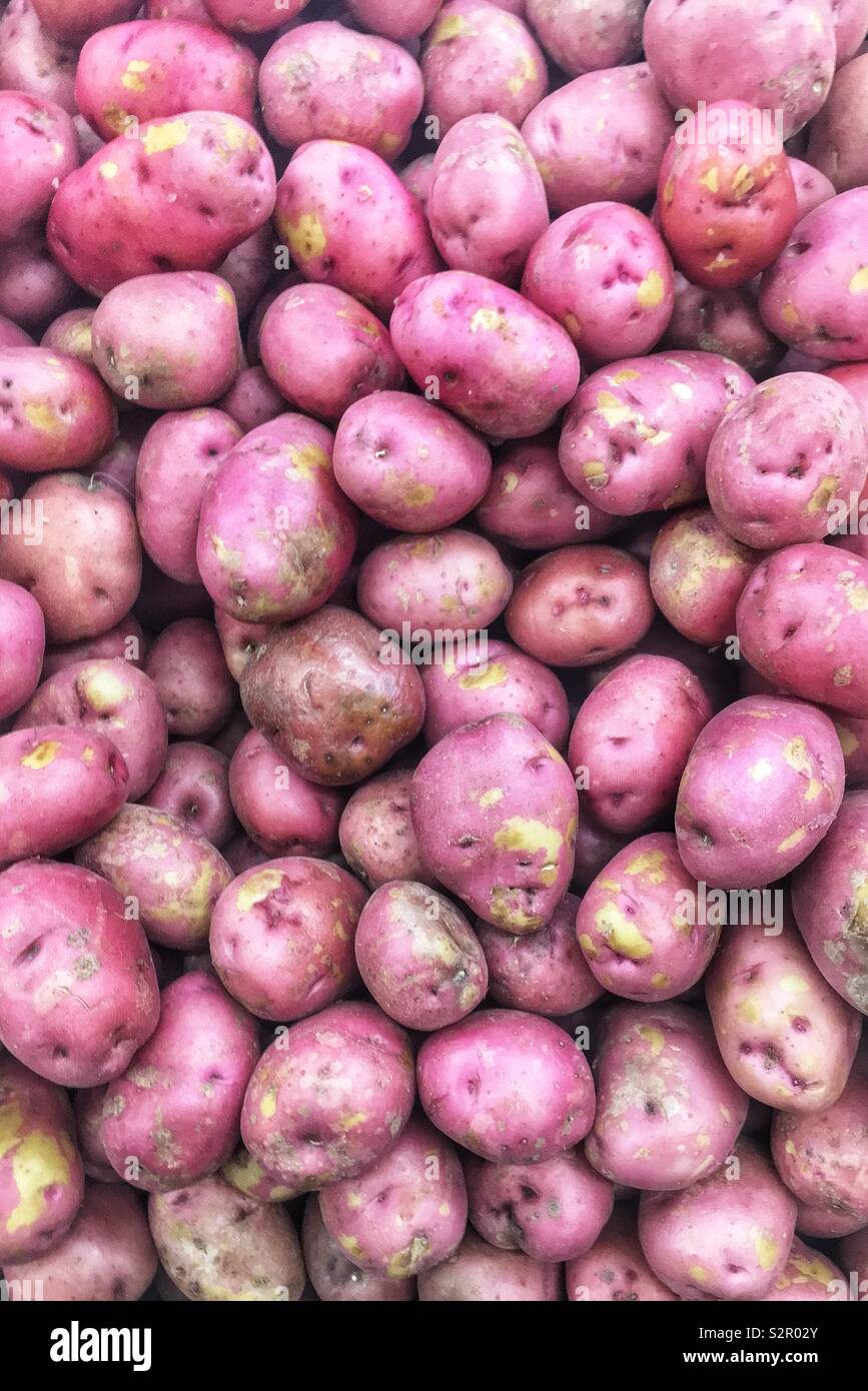Full frame of many fresh ripe red potatoes, Solanum tuberosum, spuds, taters, tatties. - Smartphone Captured Stock Image