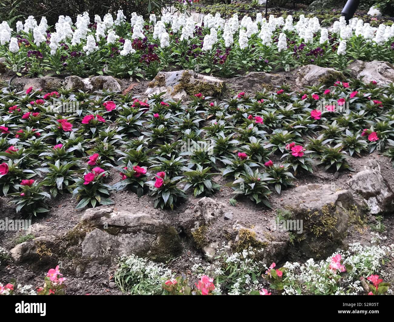 Layered flower beds in the garden - Smartphone Captured Stock Image