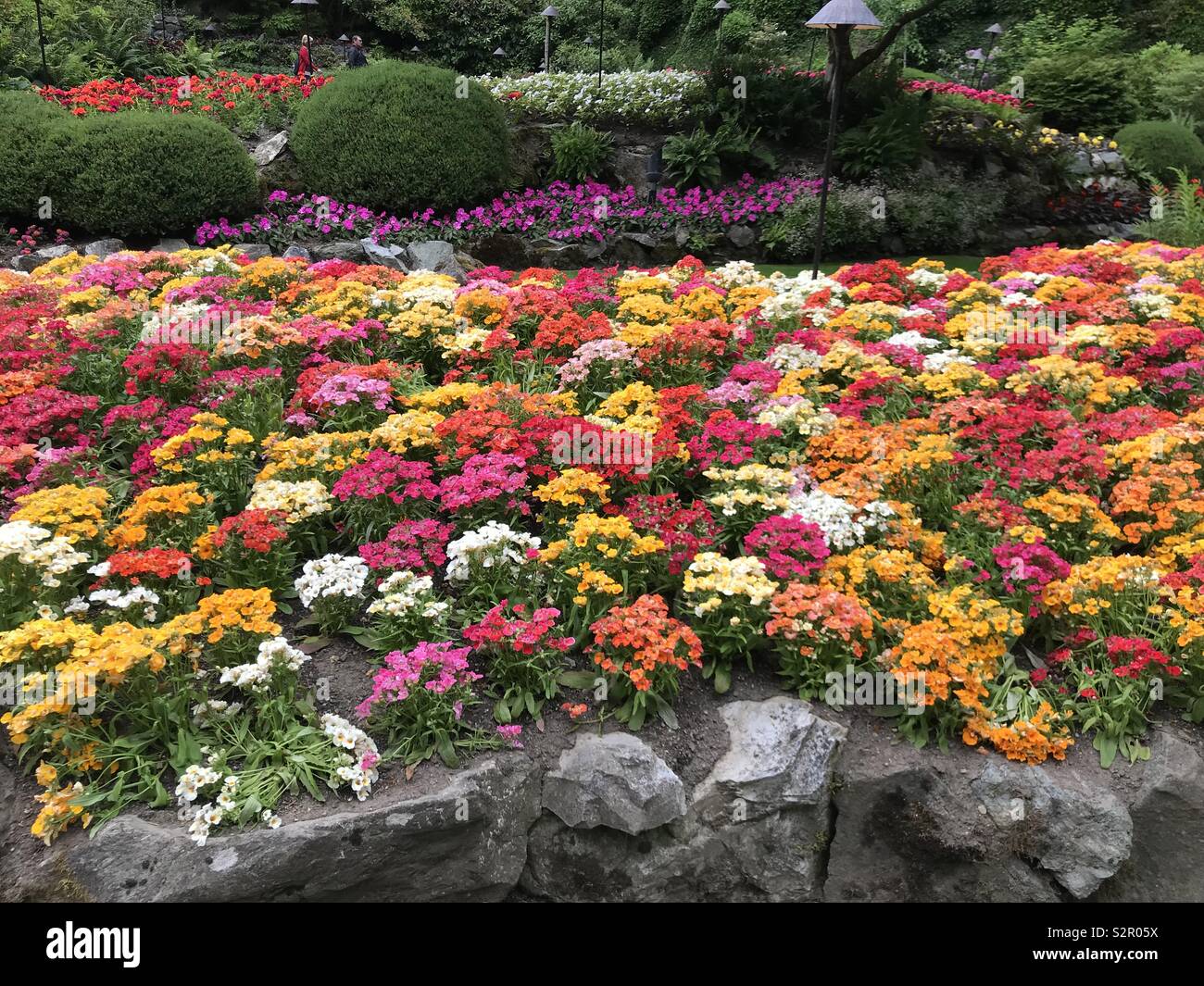 Multicolored flowers blooming. - Smartphone Captured Stock Image