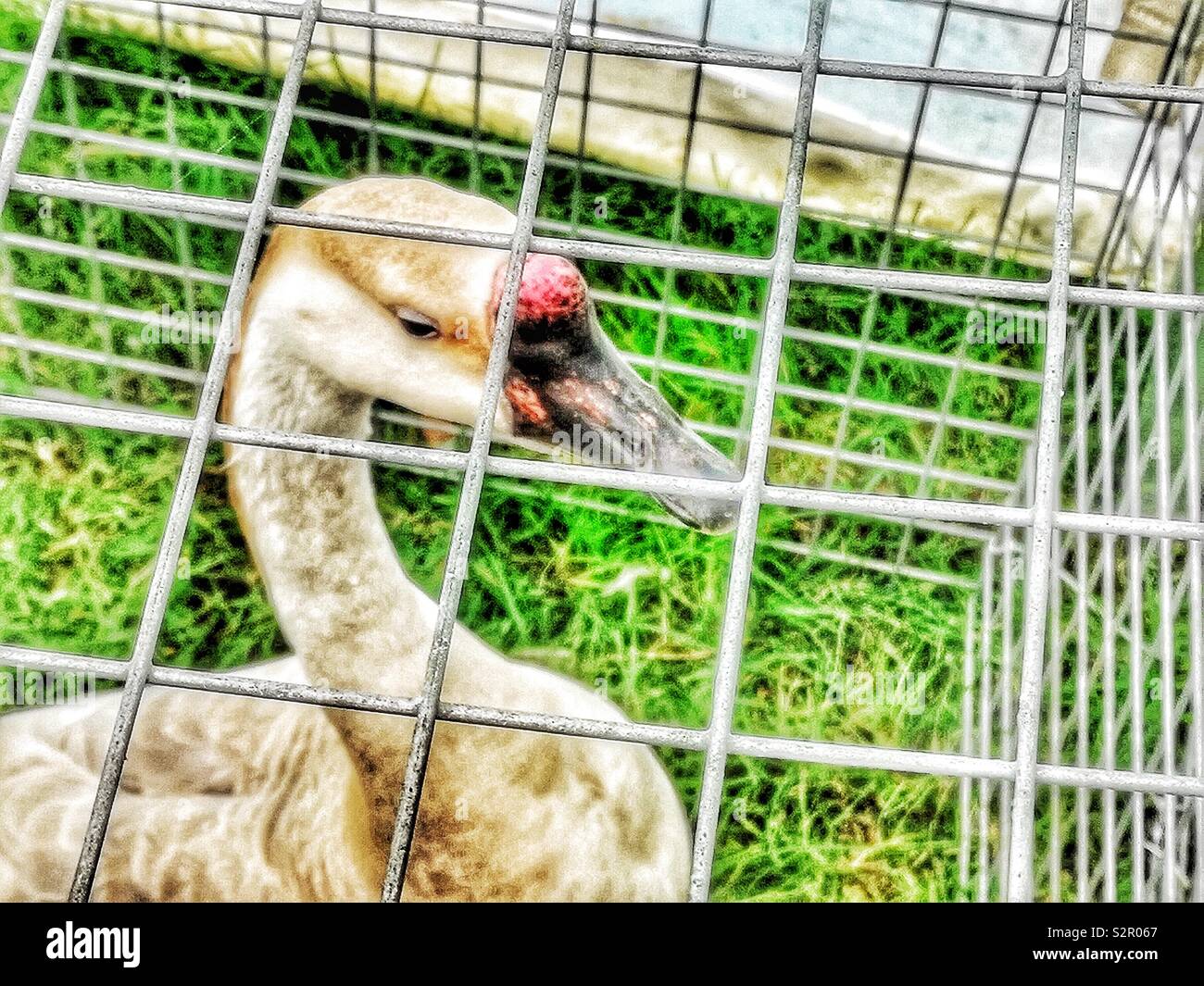 Gander in cage - Smartphone Captured Stock Image