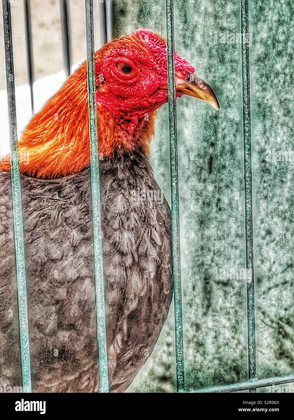Caged black red chicken - Smartphone Captured Stock Image