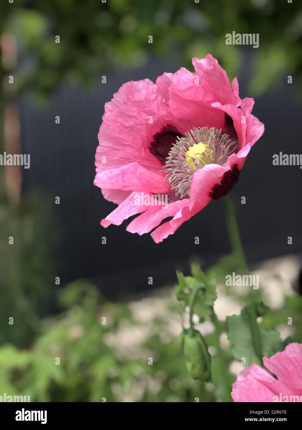 Wayside Weeds High Resolution Stock Photography and Images - Alamy