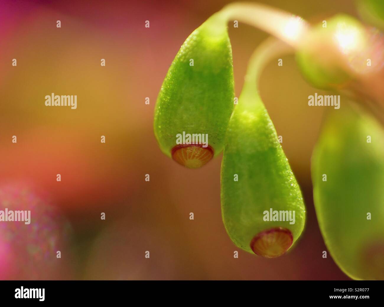 Moss Sporophyte - close up macro photography Stock Photo