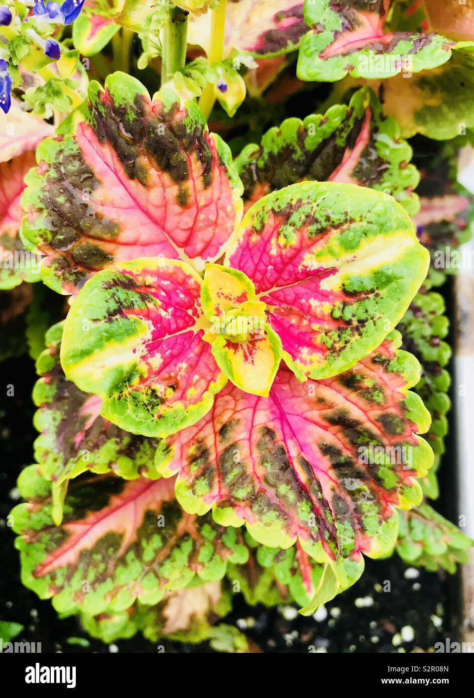Coleus flower hires stock photography and images Alamy