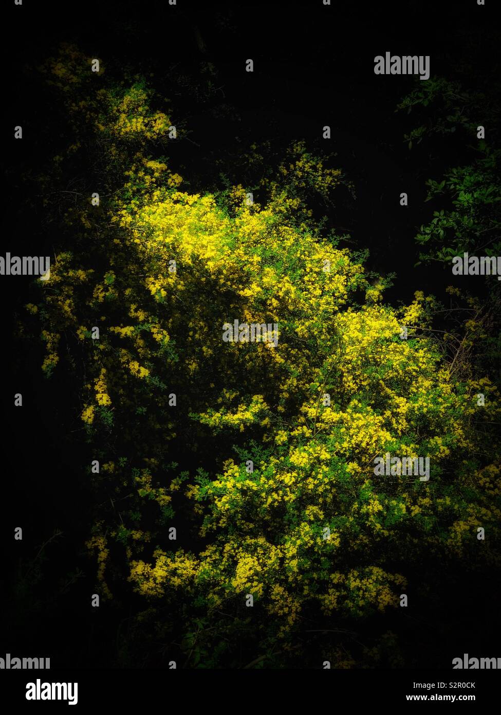 The yellowish Cassia corymbosa lighted up in the woods/ 傘房決明。 Stock Photo