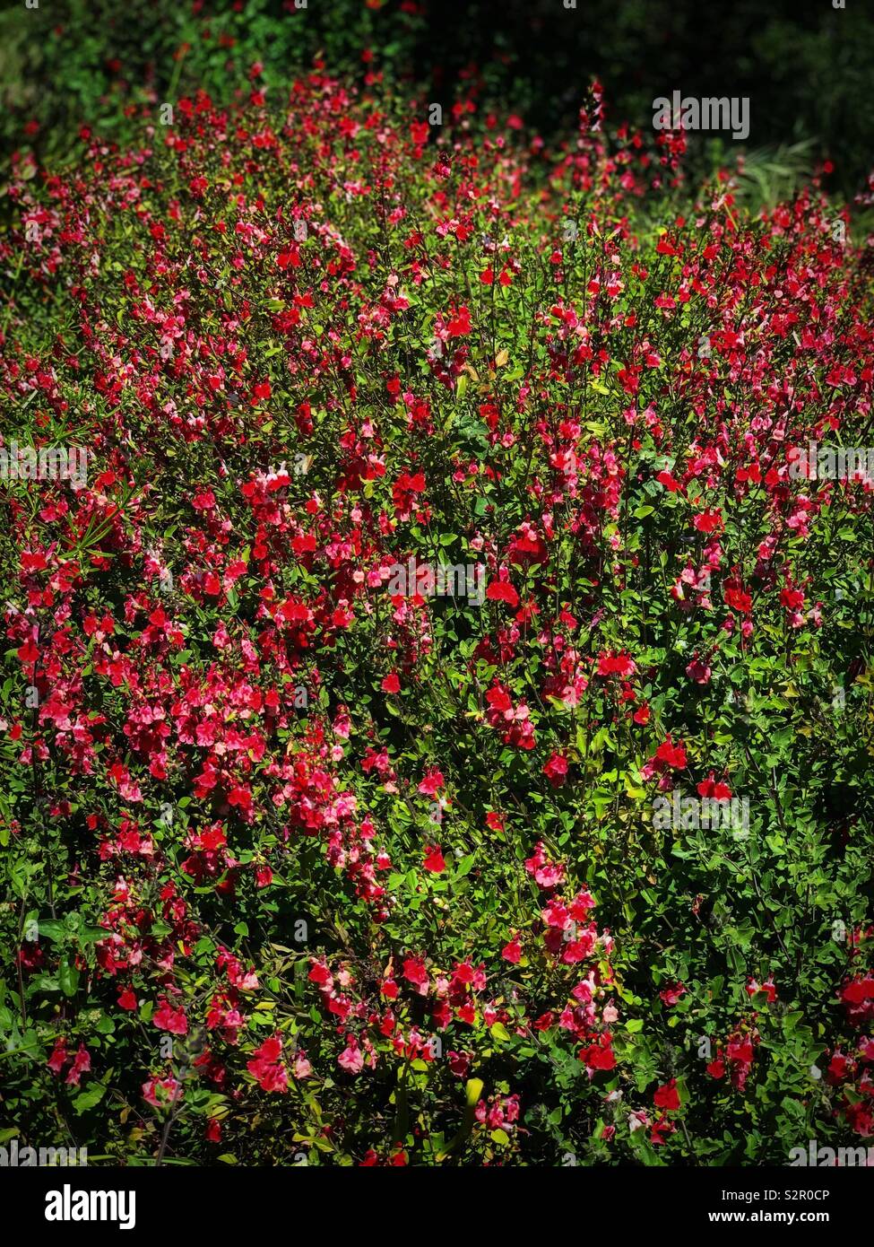 The red Diascia barberae in full bloom like stars/ 雙距花 Stock Photo