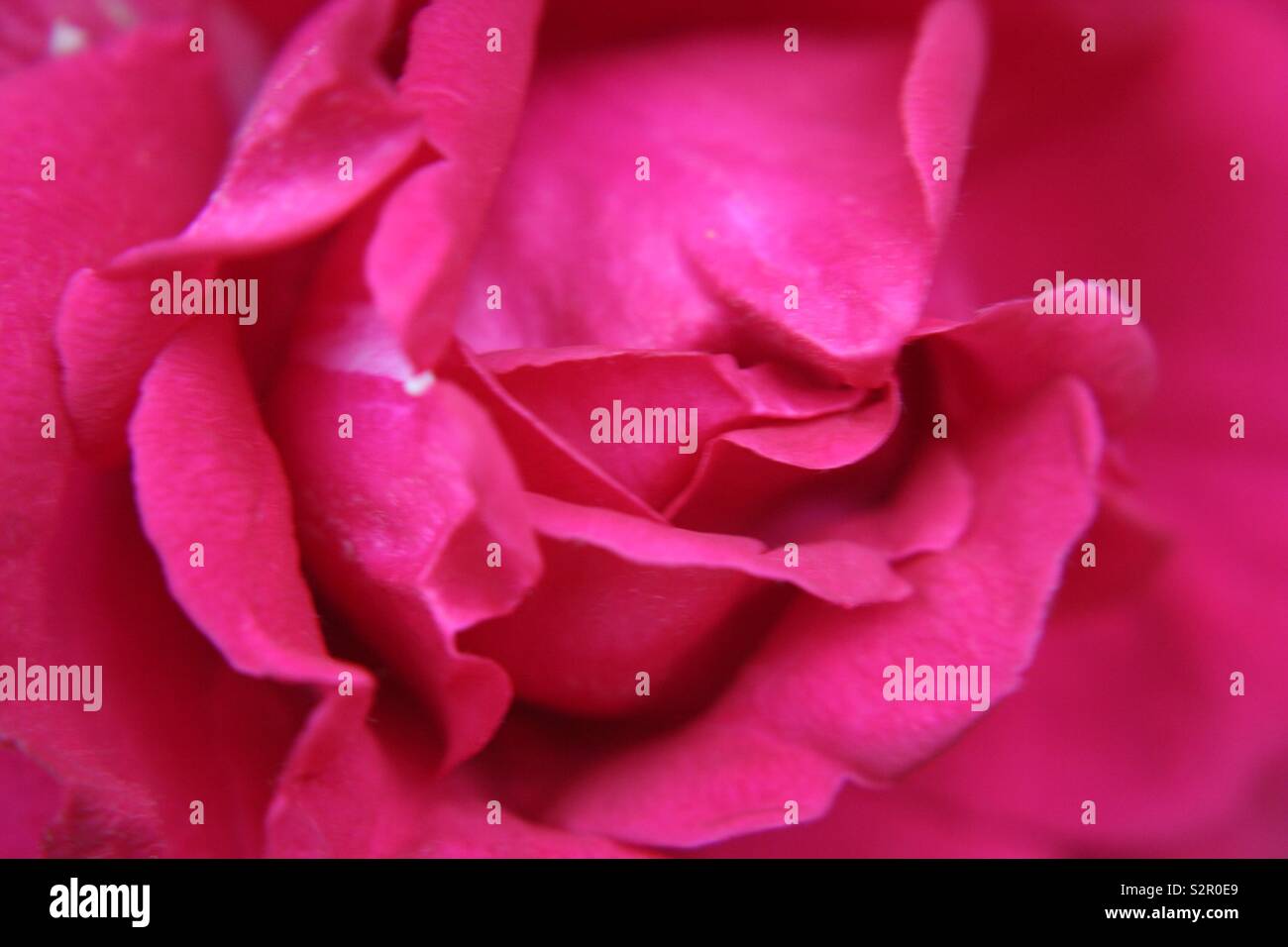 A rose by any other name Stock Photo Alamy