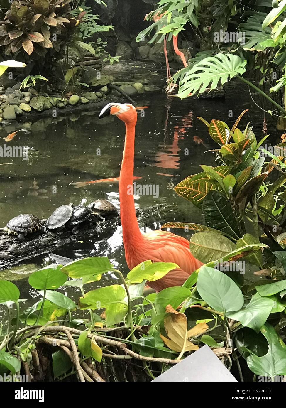 Flamingo wading by turtles. - Smartphone Captured Stock Image