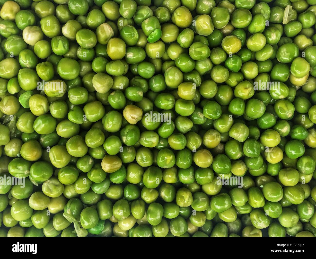 Fresh delicious tasty ripe green peas, Pisum sativum. - Smartphone Captured Stock Image