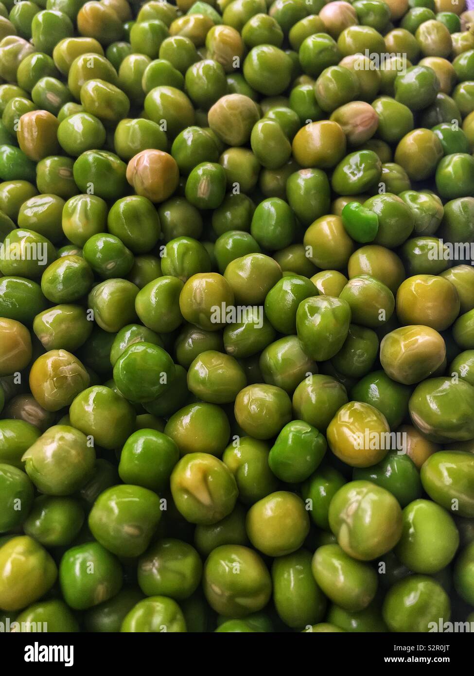 Fresh delicious tasty ripe green peas, Pisum sativum. - Smartphone Captured Stock Image
