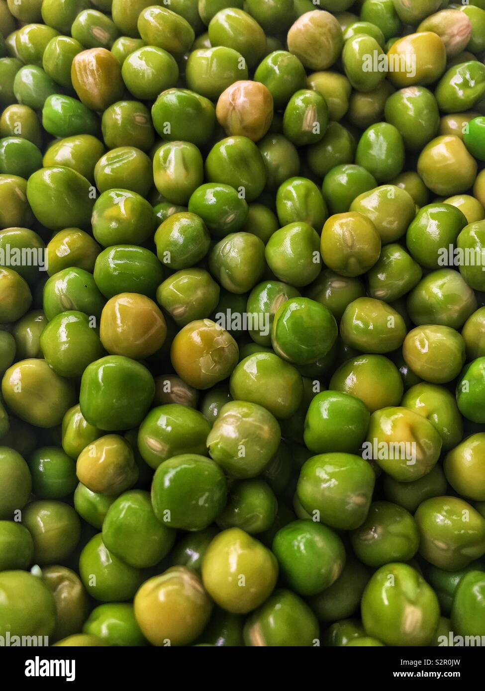 Fresh delicious tasty ripe green peas, Pisum sativum. - Smartphone Captured Stock Image