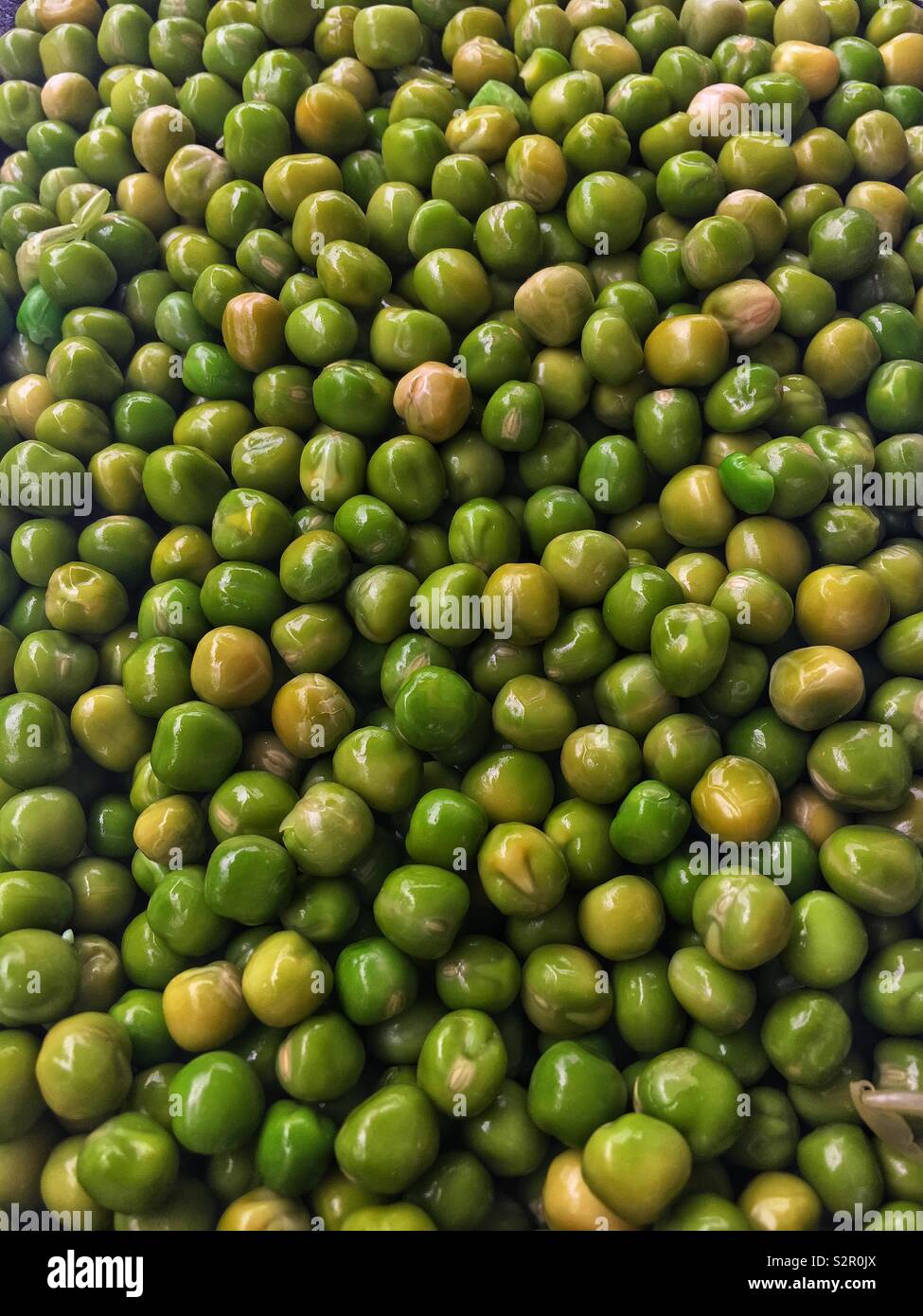 Fresh delicious tasty ripe green peas, Pisum sativum. Stock Photo
