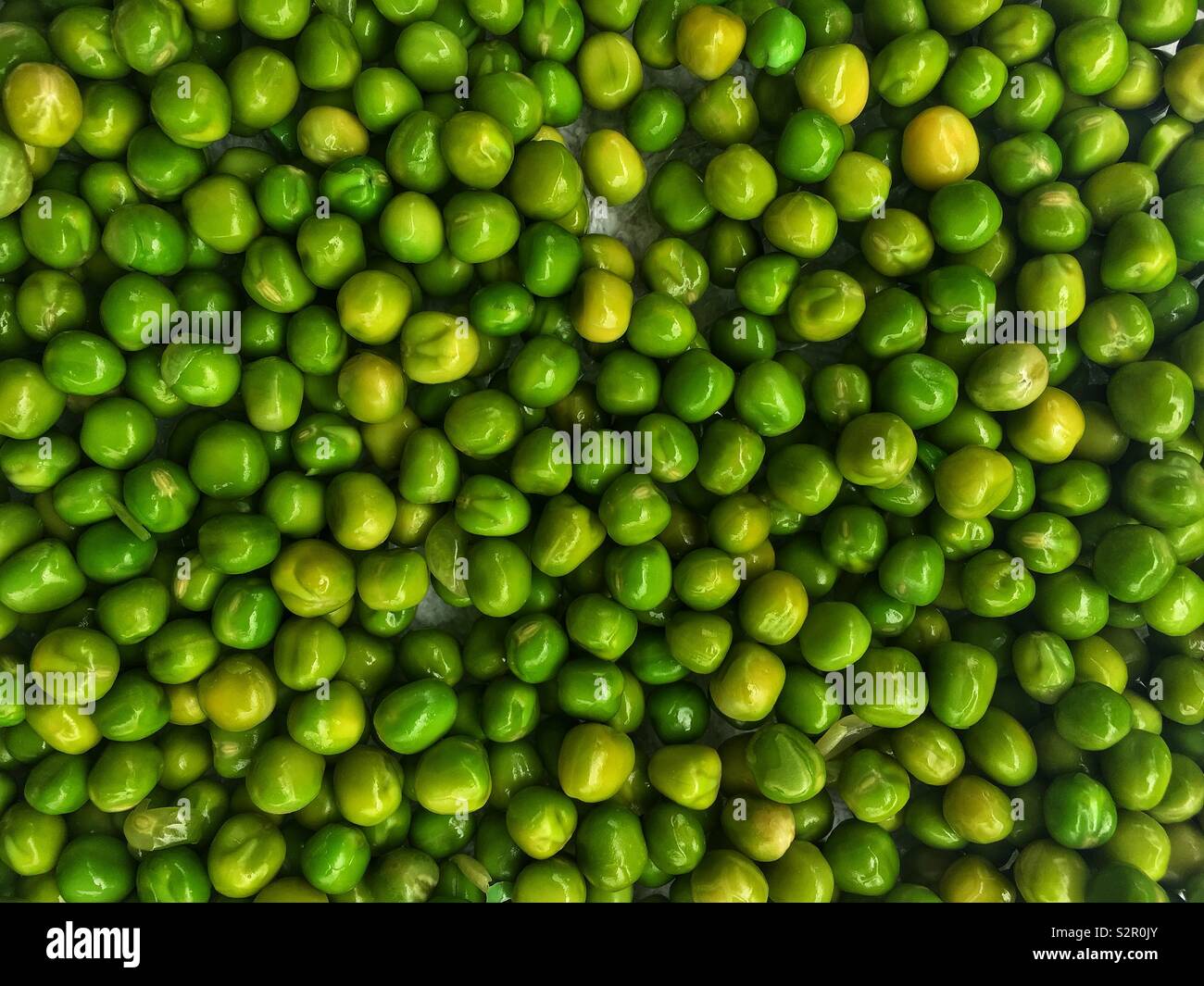 Fresh delicious tasty ripe green peas, Pisum sativum. - Smartphone Captured Stock Image