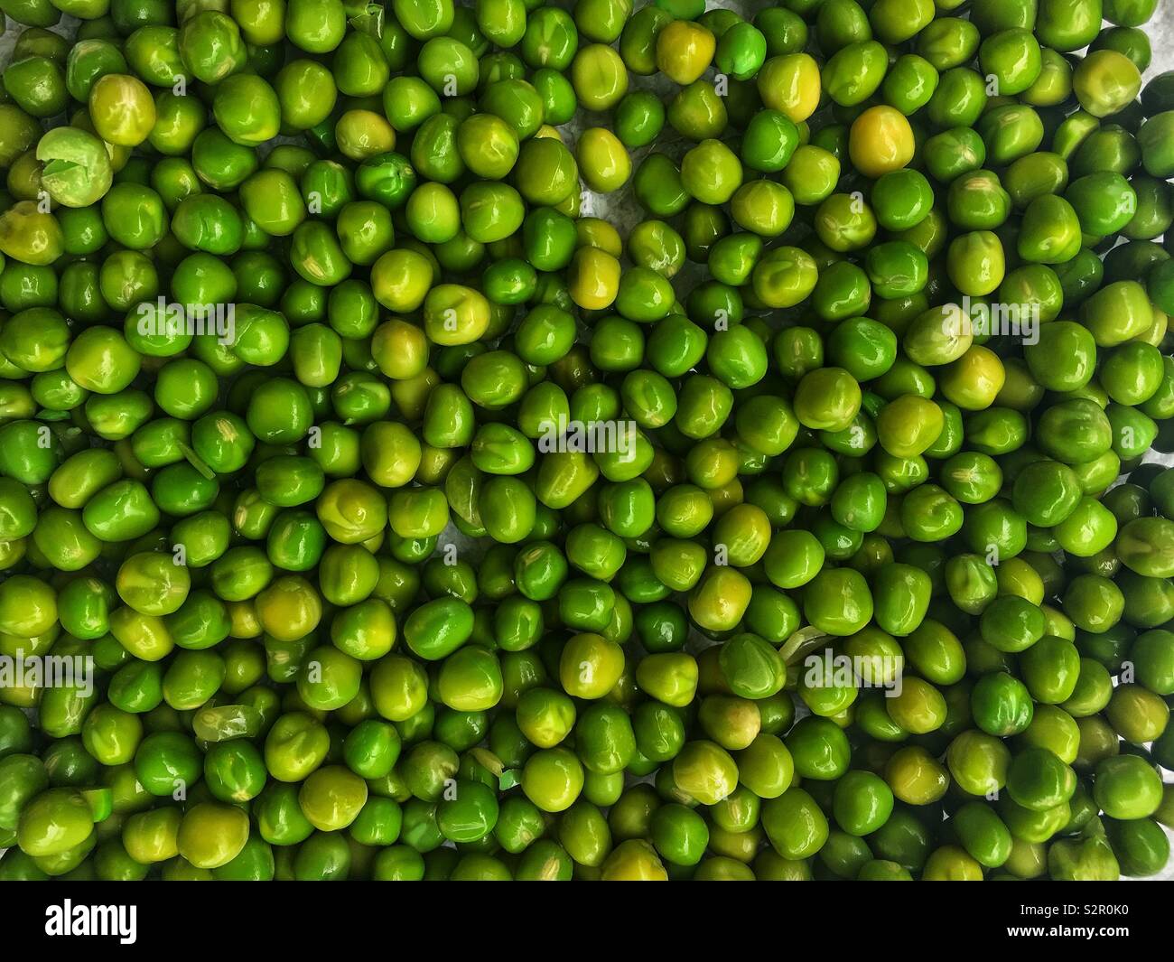 Fresh delicious tasty ripe green peas, Pisum sativum. - Smartphone Captured Stock Image