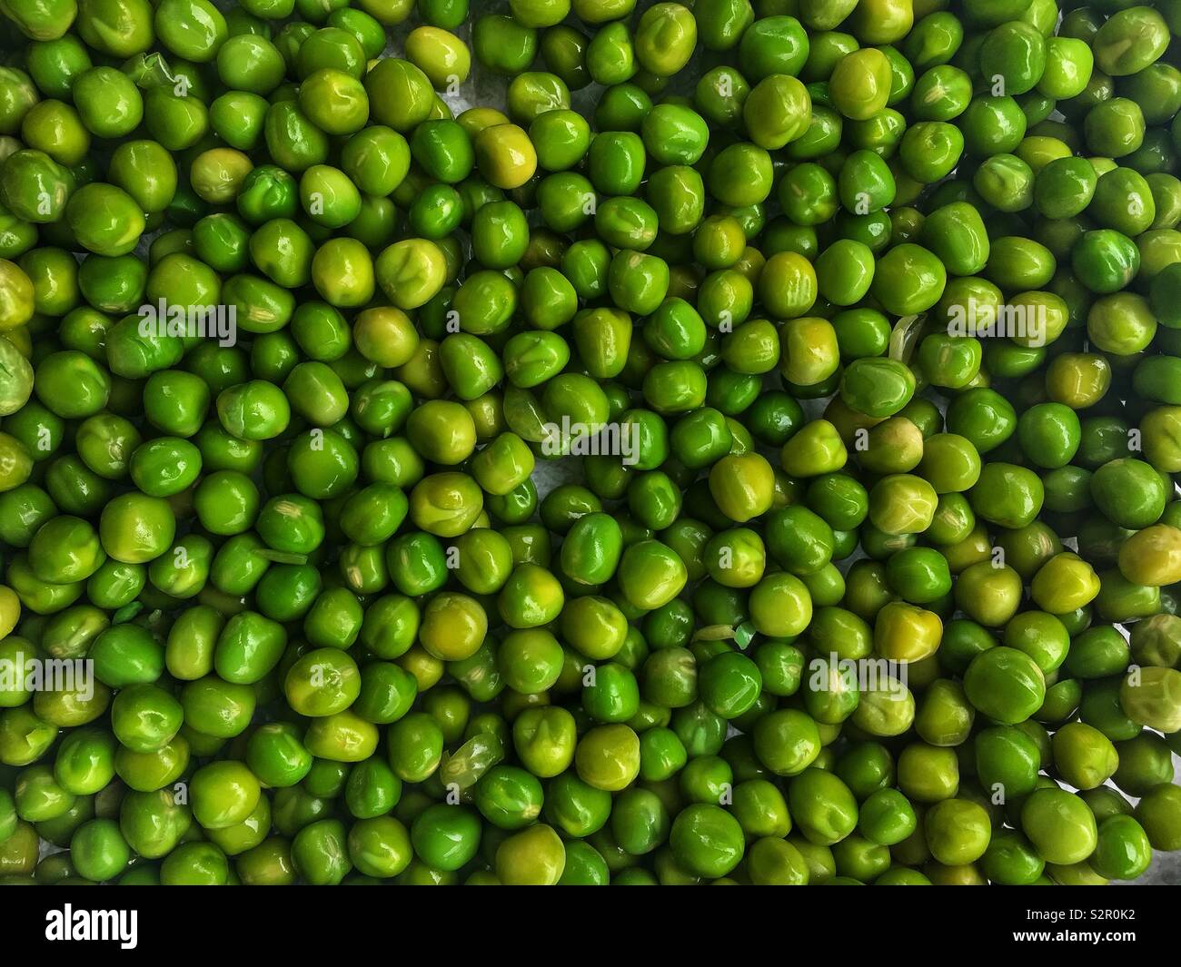Fresh delicious tasty ripe green peas, Pisum sativum. - Smartphone Captured Stock Image