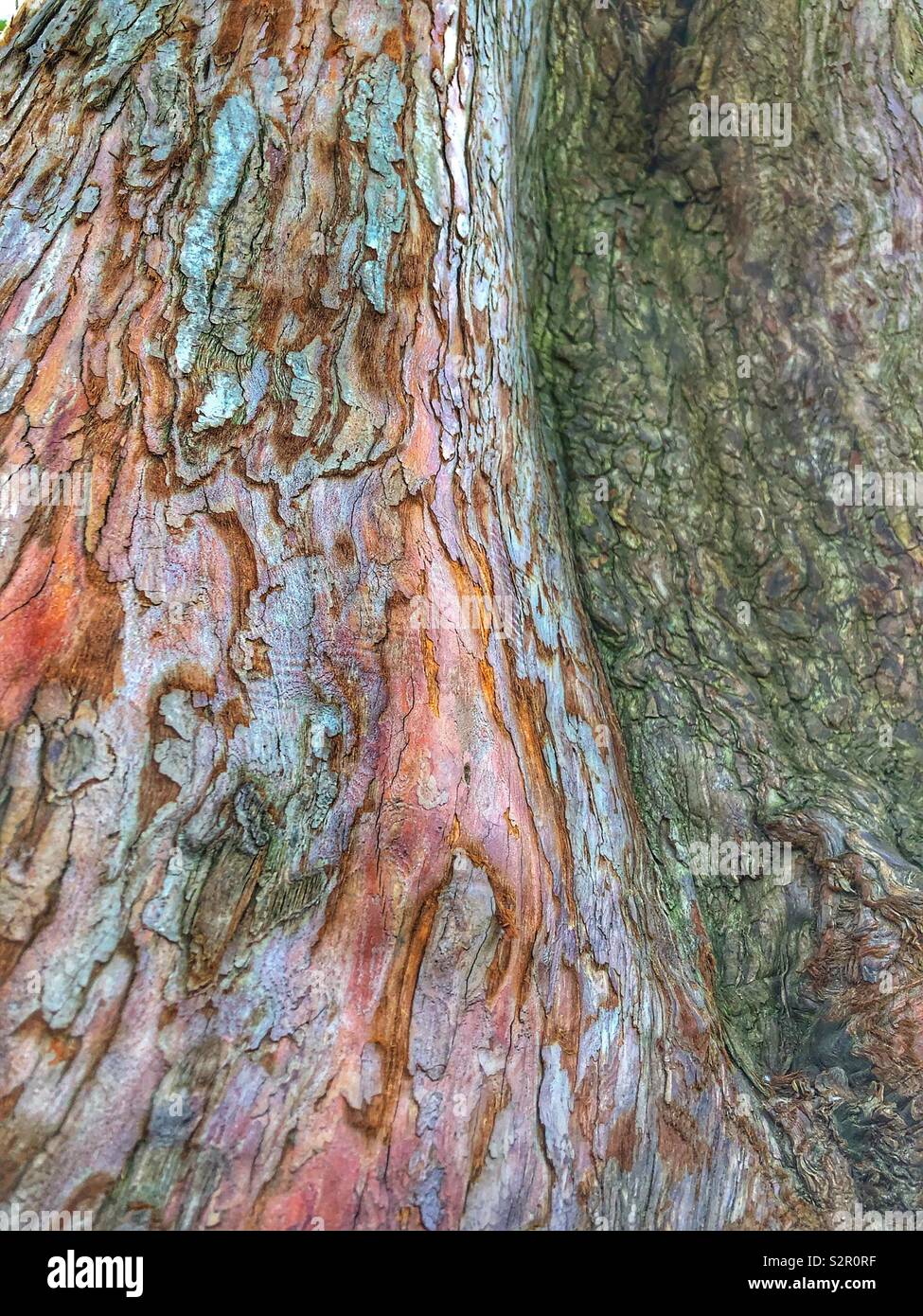 The layers of bark of an old tree Stock Photo Alamy