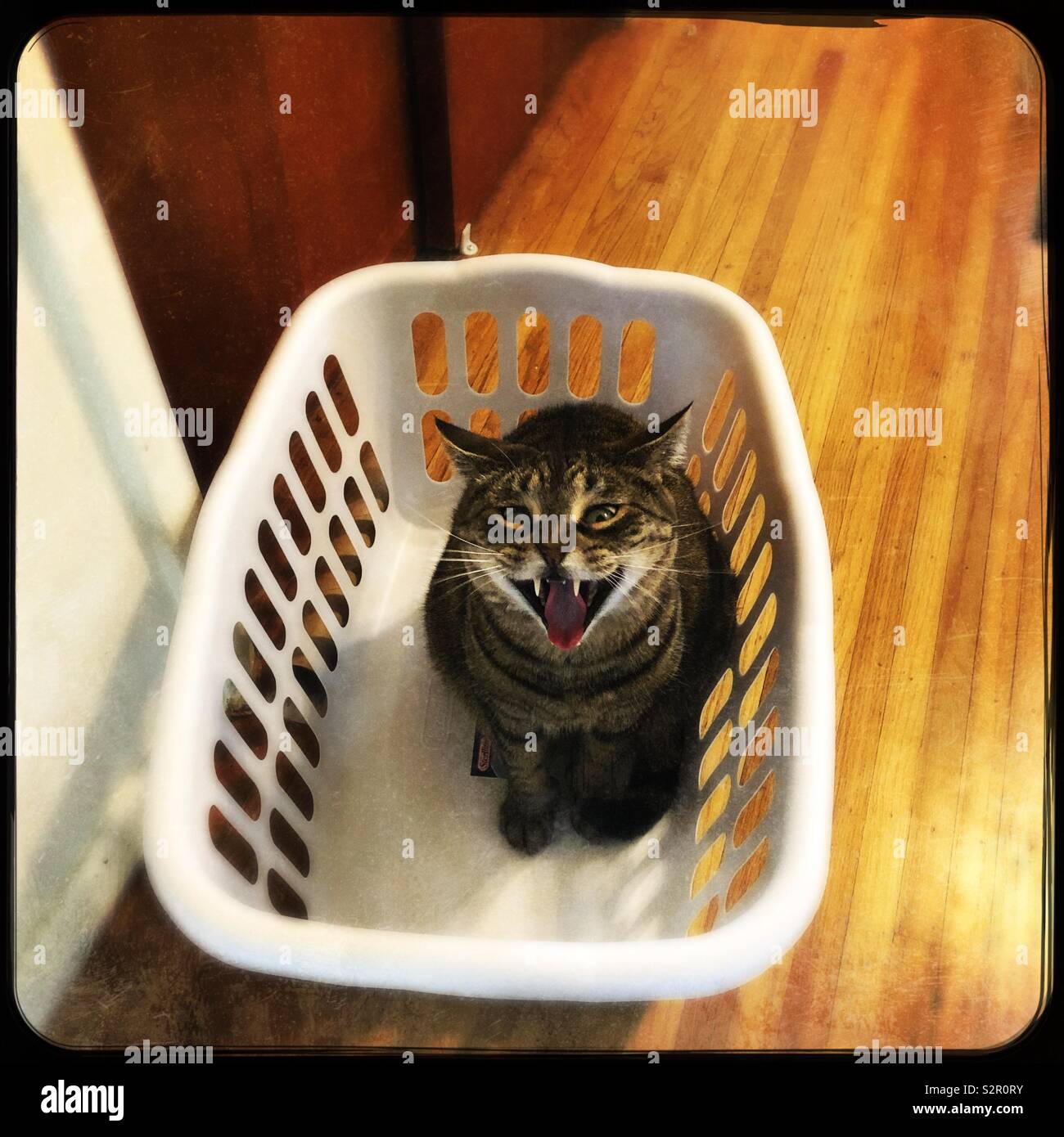 This is my basket now!! - Smartphone Captured Stock Image