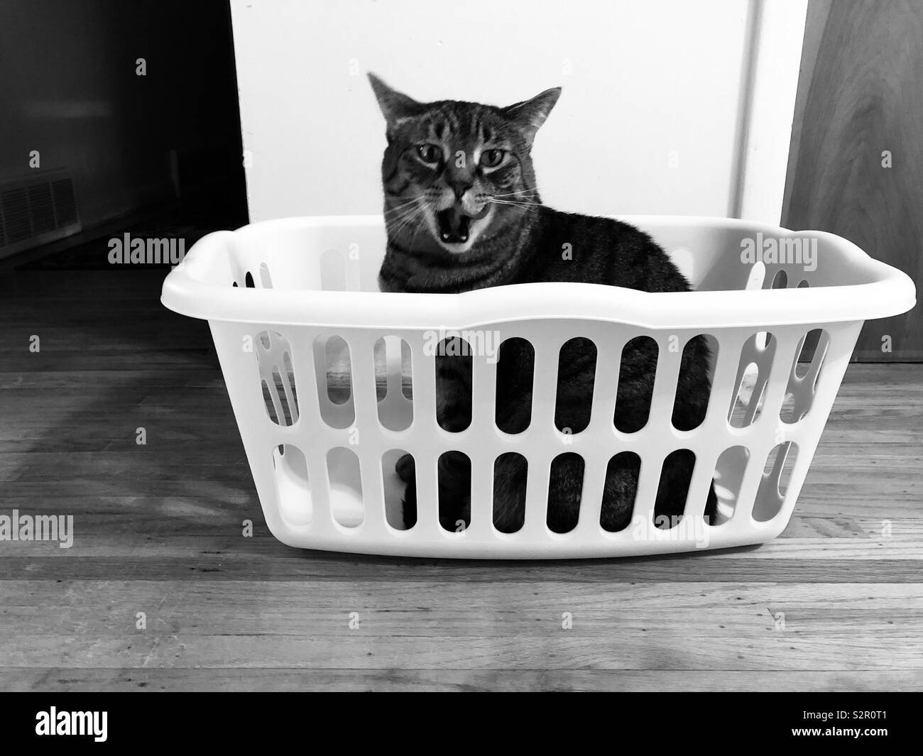 Black and white cat basket hires stock photography and images Alamy