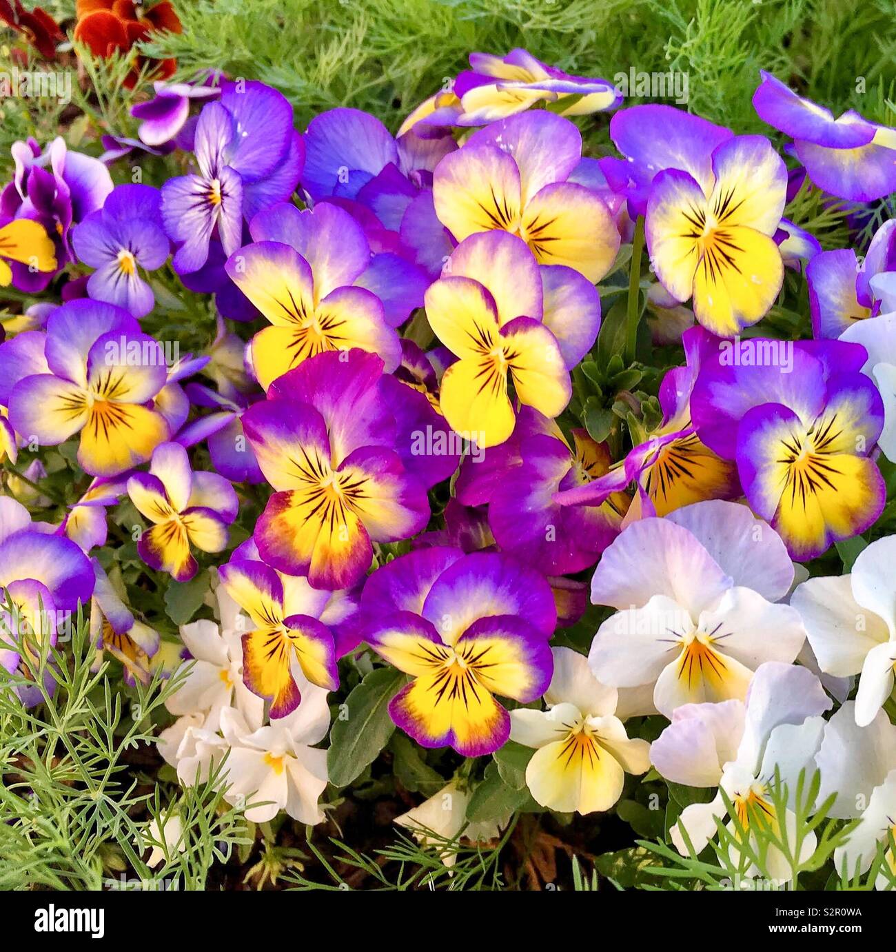 Perennial violas hires stock photography and images Alamy